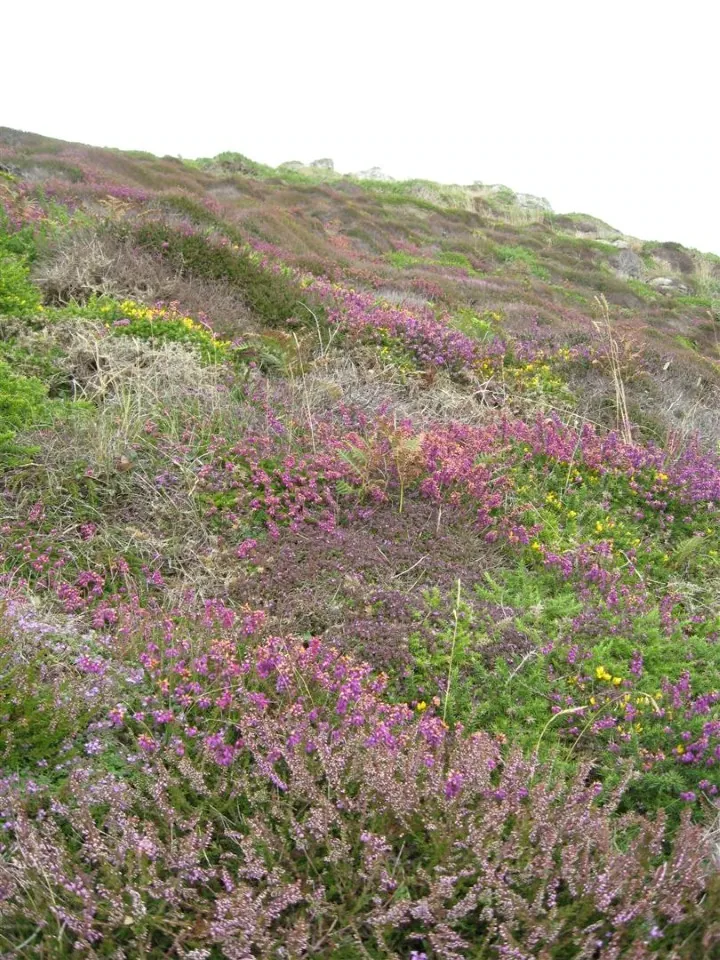 Day 3 moorland heather